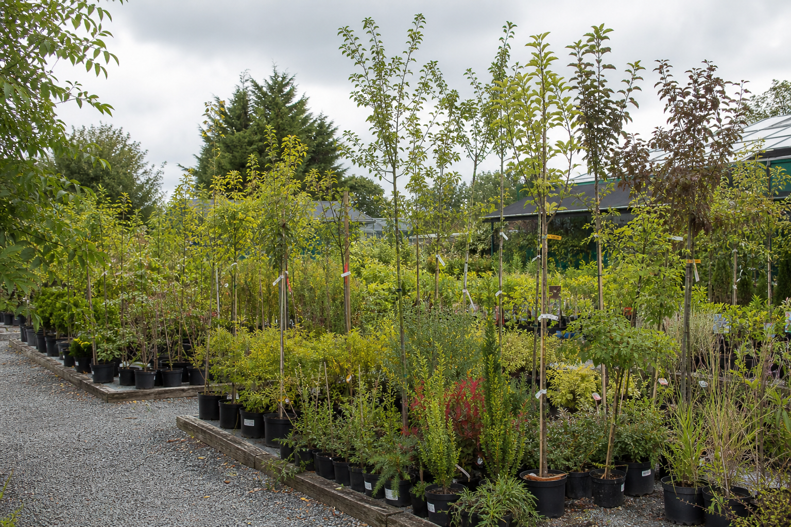 Rows of container shrubs and trees at the Freiburg nursery