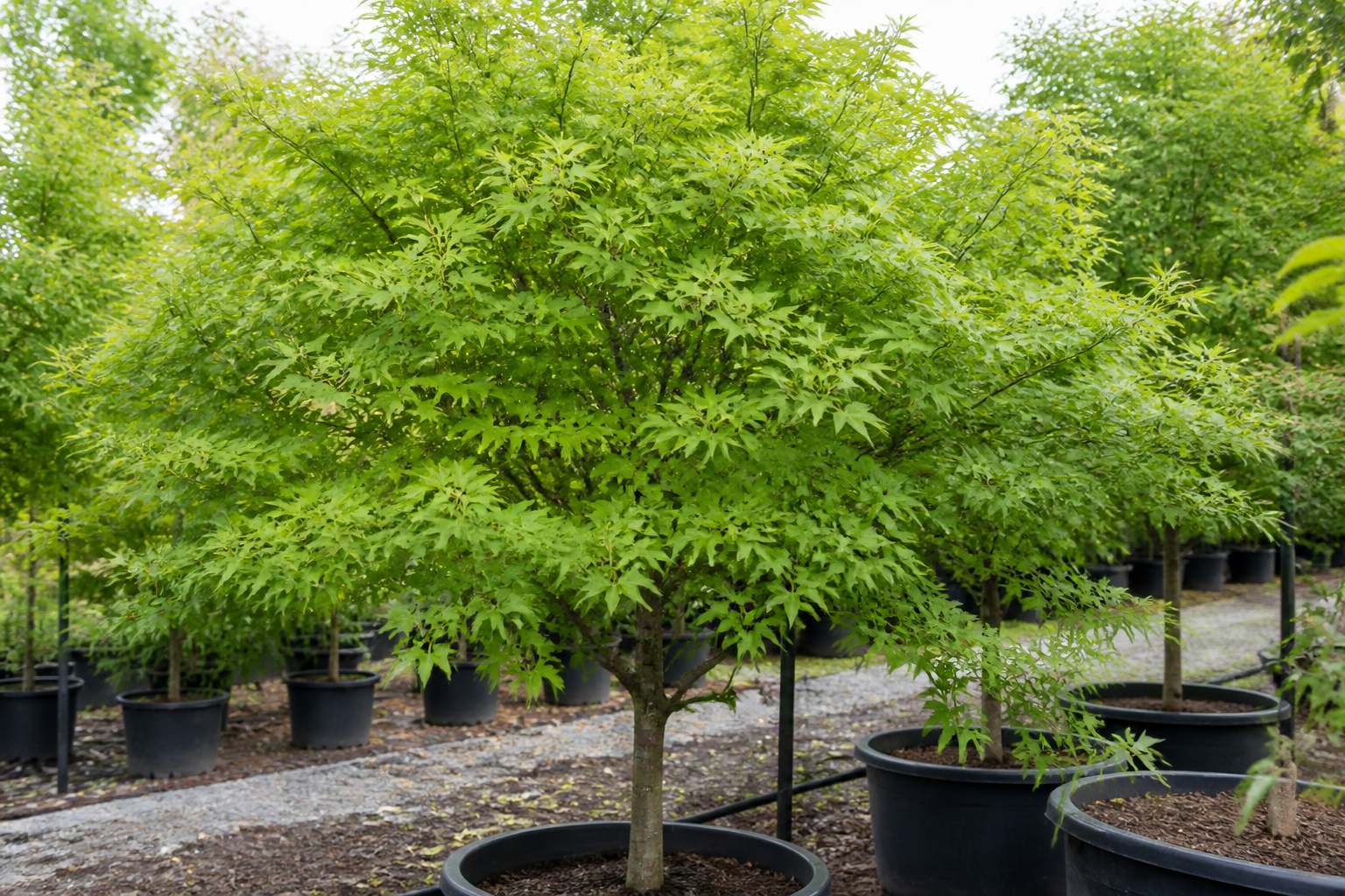 Ornamental tree in a nursery container