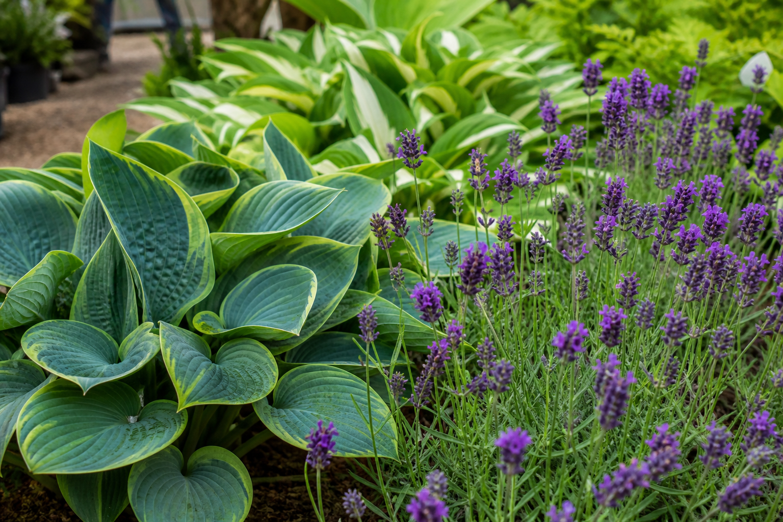 Colourful perennial bed in bloom